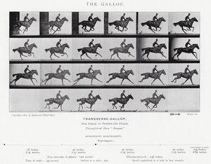 Eadweard Muybridge: The Gallop (černobílá fotografie) od Eadweard Muybridge