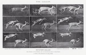 Eadweard Muybridge: The Gallop (černobílá fotografie) od Eadweard Muybridge