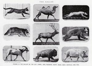 Eadweard Muybridge: The Gallop (černobílá fotografie) od Eadweard Muybridge