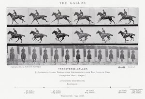 Eadweard Muybridge: The Gallop (černobílá fotografie) od Eadweard Muybridge