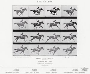 Eadweard Muybridge: The Gallop (černobílá fotografie) od Eadweard Muybridge