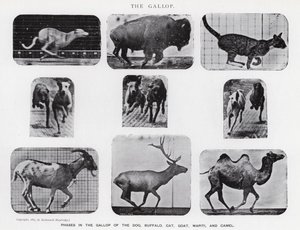 Eadweard Muybridge: The Gallop (černobílá fotografie) od Eadweard Muybridge