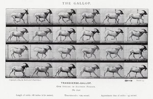Eadweard Muybridge: The Gallop (černobílá fotografie) od Eadweard Muybridge