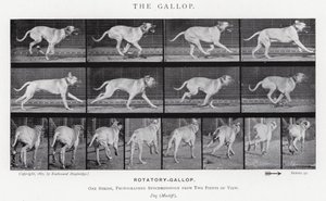 Eadweard Muybridge: The Gallop (černobílá fotografie) od Eadweard Muybridge