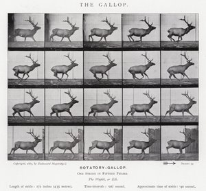 Eadweard Muybridge: The Gallop (černobílá fotografie) od Eadweard Muybridge