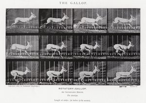 Eadweard Muybridge: The Gallop (černobílá fotografie) od Eadweard Muybridge