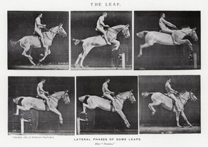 Eadweard Muybridge: The Leap (černobílá fotografie) od Eadweard Muybridge