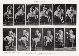 Eadweard Muybridge: The Leap (černobílá fotografie) od Eadweard Muybridge