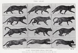 Eadweard Muybridge: The Leap (černobílá fotografie) od Eadweard Muybridge