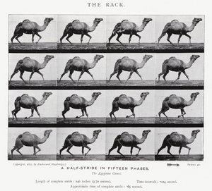 Eadweard Muybridge: The Rack (černobílá fotografie) od Eadweard Muybridge