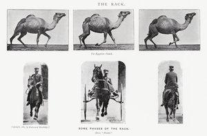 Eadweard Muybridge: The Rack od Eadweard Muybridge