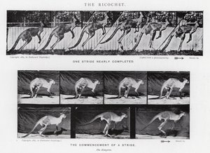 Eadweard Muybridge: The Ricochet (černobílá fotografie) od Eadweard Muybridge