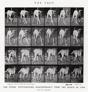 Eadweard Muybridge: Klus (černobílá fotografie) od Eadweard Muybridge