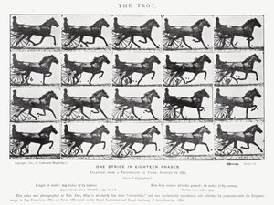 Eadweard Muybridge: Klus (černobílá fotografie) od Eadweard Muybridge