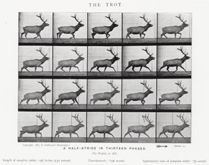 Eadweard Muybridge: Klus (černobílá fotografie) od Eadweard Muybridge