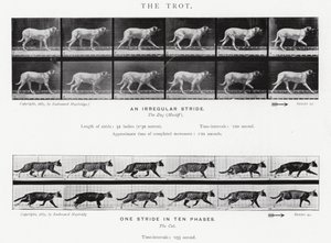 Eadweard Muybridge: Klus (černobílá fotografie) od Eadweard Muybridge