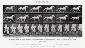 Eadweard Muybridge: Klus (černobílá fotografie) od Eadweard Muybridge