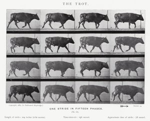 Eadweard Muybridge: Klus (černobílá fotografie) od Eadweard Muybridge
