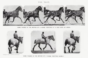 Eadweard Muybridge: Klus (černobílá fotografie) od Eadweard Muybridge