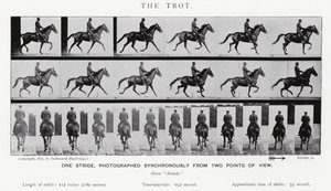 Eadweard Muybridge: Klus (černobílá fotografie) od Eadweard Muybridge