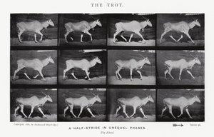 Eadweard Muybridge: Klus (černobílá fotografie) od Eadweard Muybridge