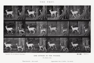 Eadweard Muybridge: Klus (černobílá fotografie) od Eadweard Muybridge