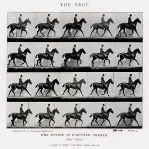 Eadweard Muybridge: Klus od Eadweard Muybridge