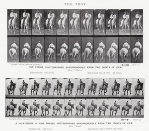 Eadweard Muybridge: Klus od Eadweard Muybridge