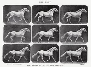 Eadweard Muybridge: Klus od Eadweard Muybridge