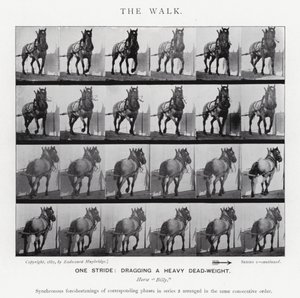 Eadweard Muybridge: The Walk (černobílá fotografie) od Eadweard Muybridge