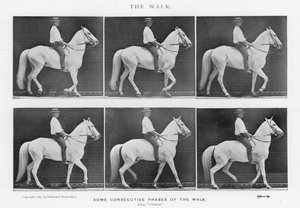 Eadweard Muybridge: The Walk (černobílá fotografie) od Eadweard Muybridge