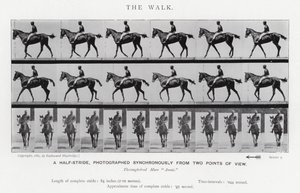 Eadweard Muybridge: The Walk (černobílá fotografie) od Eadweard Muybridge