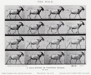 Eadweard Muybridge: The Walk (černobílá fotografie) od Eadweard Muybridge
