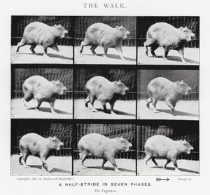 Eadweard Muybridge: The Walk (černobílá fotografie) od Eadweard Muybridge