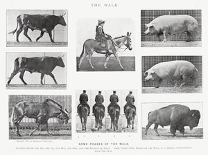 Eadweard Muybridge: The Walk (černobílá fotografie) od Eadweard Muybridge