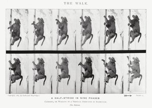 Eadweard Muybridge: The Walk (černobílá fotografie) od Eadweard Muybridge