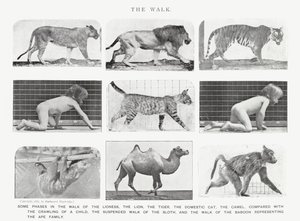 Eadweard Muybridge: The Walk (černobílá fotografie) od Eadweard Muybridge