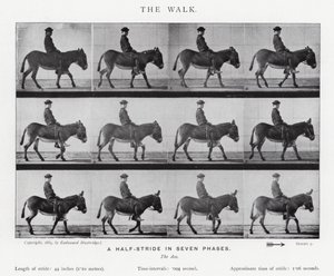 Eadweard Muybridge: The Walk (černobílá fotografie) od Eadweard Muybridge