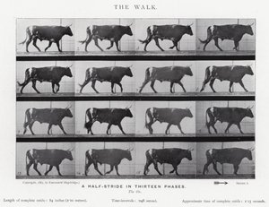 Eadweard Muybridge: The Walk (černobílá fotografie) od Eadweard Muybridge