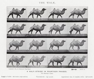 Eadweard Muybridge: The Walk (černobílá fotografie) od Eadweard Muybridge