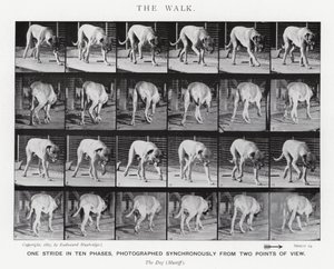 Eadweard Muybridge: The Walk (černobílá fotografie) od Eadweard Muybridge