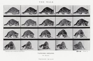 Eadweard Muybridge: The Walk (černobílá fotografie) od Eadweard Muybridge