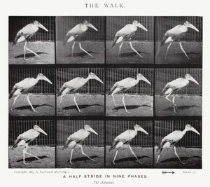 Eadweard Muybridge: The Walk (černobílá fotografie) od Eadweard Muybridge