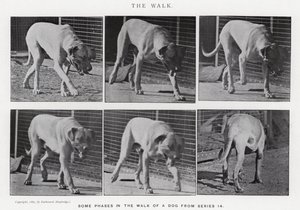 Eadweard Muybridge: The Walk (černobílá fotografie) od Eadweard Muybridge