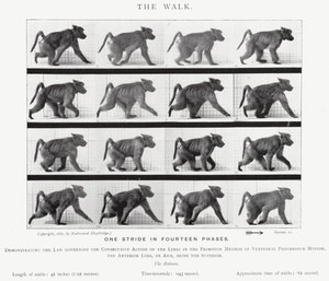 Eadweard Muybridge: The Walk (černobílá fotografie) od Eadweard Muybridge