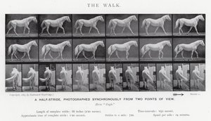 Eadweard Muybridge: The Walk (černobílá fotografie) od Eadweard Muybridge