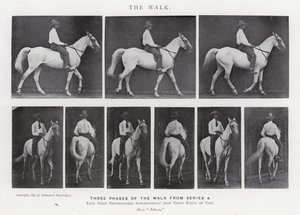 Eadweard Muybridge: The Walk (černobílá fotografie) od Eadweard Muybridge
