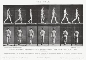 Eadweard Muybridge: The Walk (černobílá fotografie) od Eadweard Muybridge