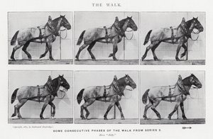 Eadweard Muybridge: The Walk (černobílá fotografie) od Eadweard Muybridge