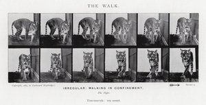 Eadweard Muybridge: The Walk (černobílá fotografie) od Eadweard Muybridge